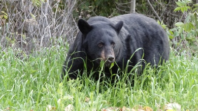 zwarte beer in Washington